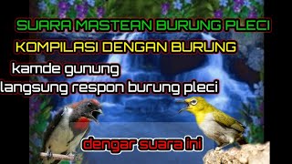 SUARA,🔊masteran burung pleci kombinasi suara kemade gunung