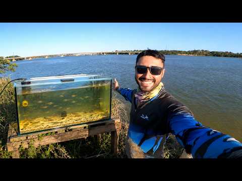 I BROUGHT FISH FROM THE RIO DOCE TO MY AQUARIUM!