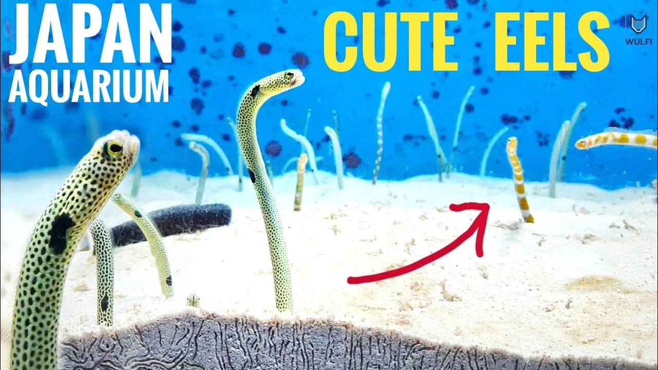 Cute blind worms & Jellyfish in Japan - Churaumi Aquarium
