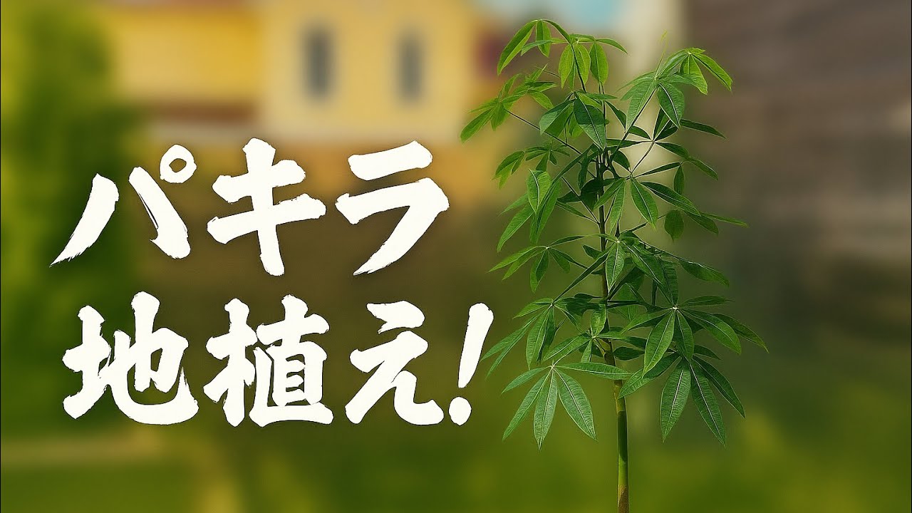 100均のパキラを庭に植えてみた！ミルキーウェイも一緒に成長記録