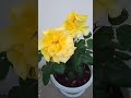 Роза Керио