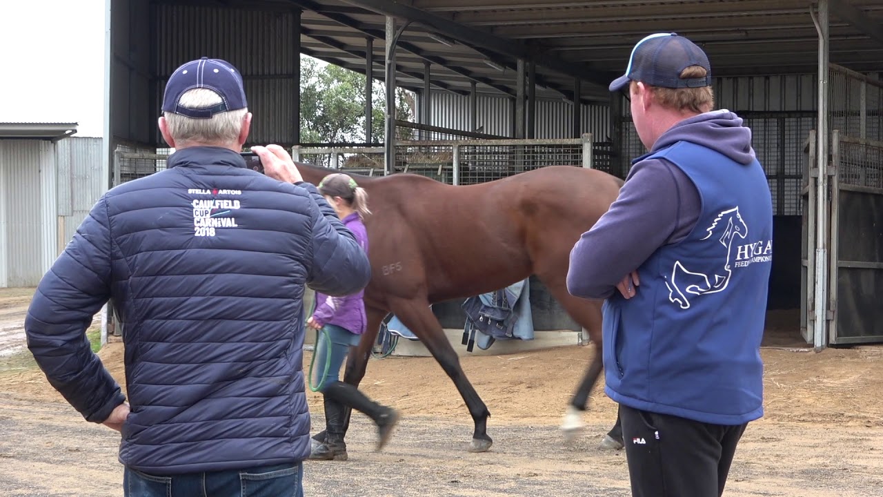 Our Warrnambool Stable YouTube