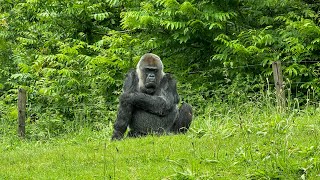 KIDS FIRST TIME TO SEE GORILLA. #zoo  #netherlands #europe