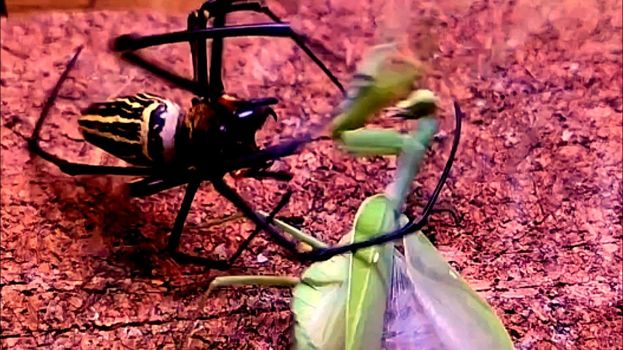 第5回異種格闘技戦トーナメント全編 YouTube