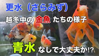 金魚サラ水で越冬中の金魚たちの様子