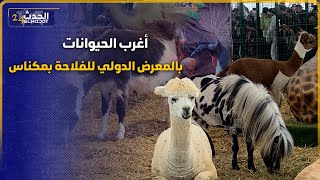 اغرب الحيوانات بالمعرض الدولي  للفلاحة بمكناس