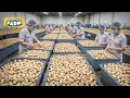 The biggest cashew nuts production line you should see mega cashew nuts factory