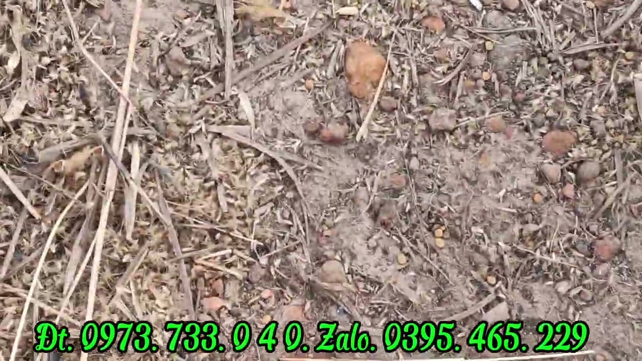 Chính chủ cần sang nhượng.DT. 2,5 ha đất đen. Pha mỡ gà. Ôm suối lớn. Giá 500 triệu