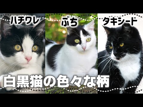 【白黒猫の柄や模様10種】白黒比率の呼び方も|毛色で分かる猫の性格