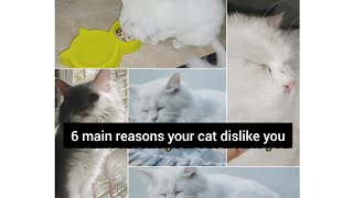 6 main reasons cat dislike you#mypetsandvideos