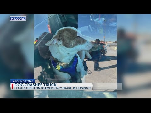 ‘Reckless driver’ crash turns out to be dog behind wheel in Kilgore