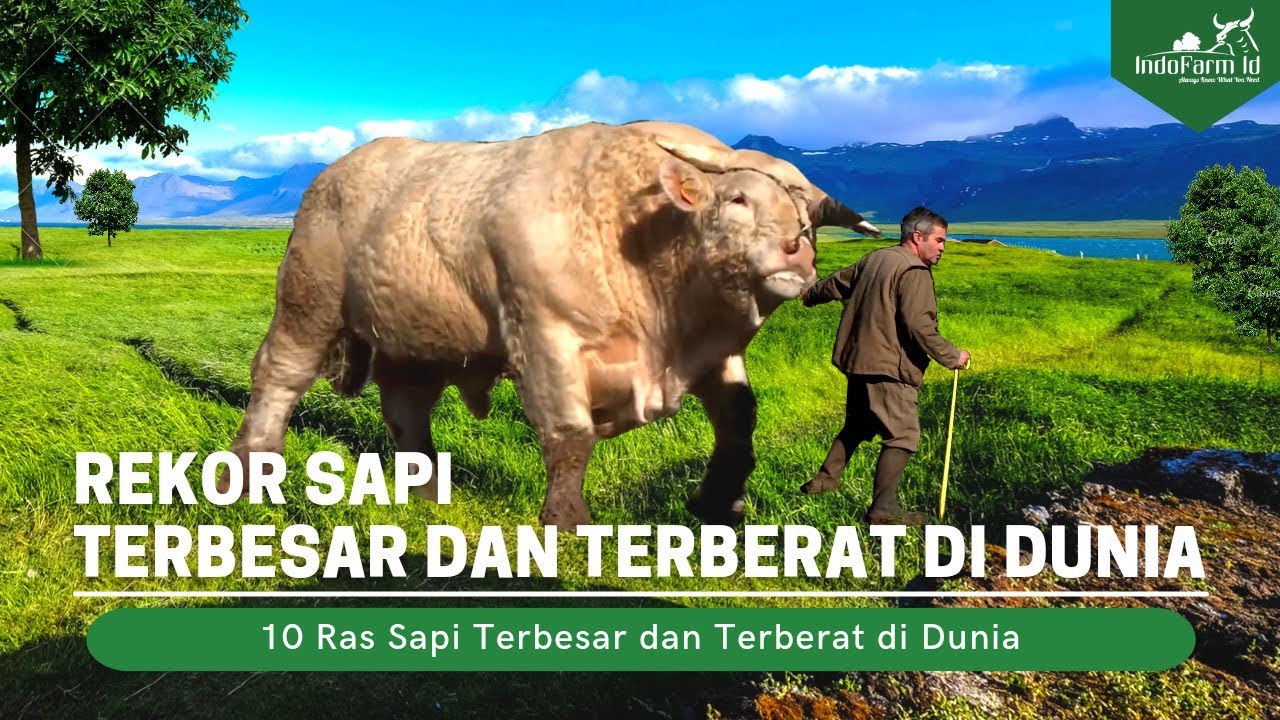 Sapi Tebesar 10 SAPI TERBESAR DAN TERBERAT DI DUNIA yang WAJIB Kamu Tahu Sebelum ...