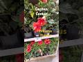 GARDEN CENTER MENARDS HIBISCUS FLOWER PLANT  #gardencenter #menards #hibiscus