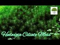 Hedwigia Ciliate Moss - TN Nursery