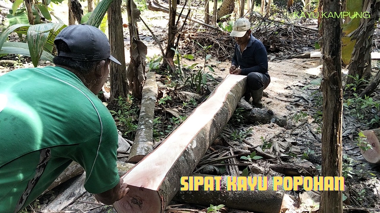SIPAT KAYU POPOHAN