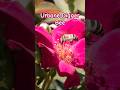 Stunning Digger Bee Loves This Red Rose! 🐝🌹 #naturevideo #insectvideo