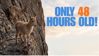This Newborn IBEX Had 2 Hours to Learn to Walk. Or Die.