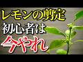 【レモン】剪定初心者はこの4月にすると絶対に失敗しない理由を解説します