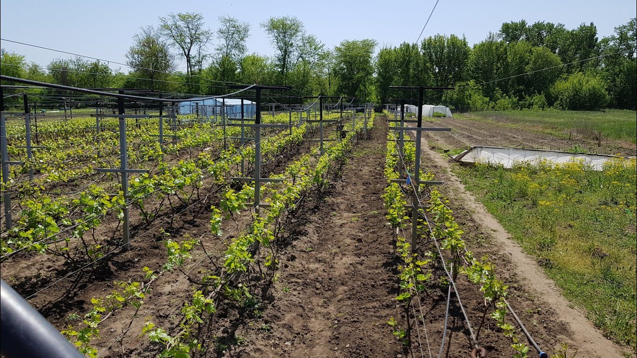 Это на винограднике необходимо сделать в мае, иначе урожая не вырастить.