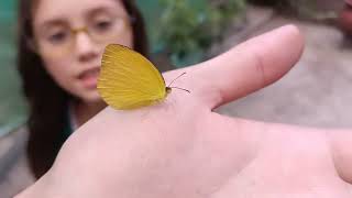 Mariposa 🦋 amarilla
