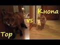 Тосик vs Мейн-кун / Thor vs Maine Coon