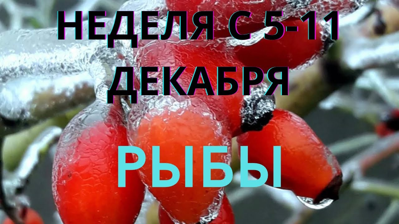 погода на 26 сентября. с 11 декабря по 15 декабря. 11 декабря картинки. ветер на завтра. день ангела 11 декабря женские имена.