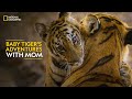 Baby tigers adventures with mom  internationaltigerday