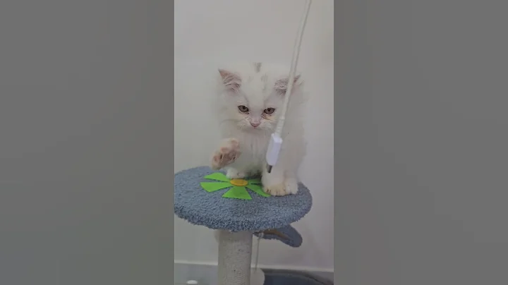 Watch the video about Persian Kitten | Wajid Exotic Pets #ytshorts #cat #catshorts #catvideos #petshub #pets #reels