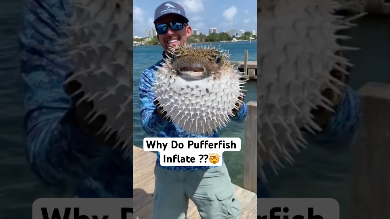 Why Do Pufferfish Inflate When Threatened? 🐡💥