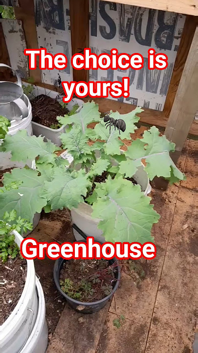 Harvesting  Kale for Health #plant #harvest #kale #short