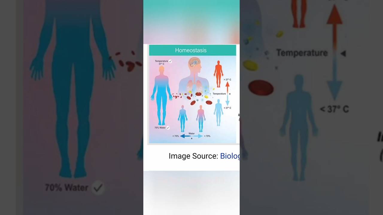 How Positive Affirmations Rewire the Brain | Quantum Field & Science Explained 🌌🧠