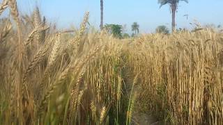 Village Life in Punjab (Wheat Crops Close View)