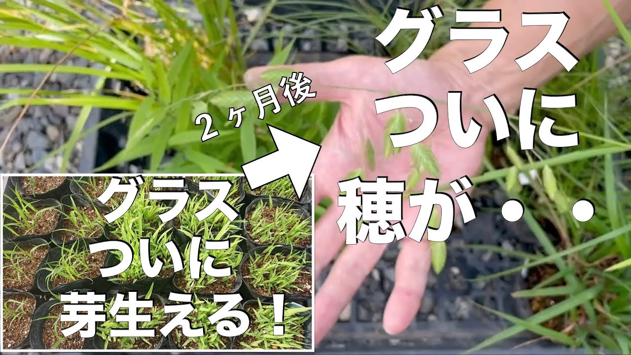 【グラス】種蒔きから４ヶ月後まさかの結果に・・！