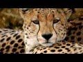 Гепард/Cheetah