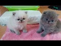 So Sweet and Precious ...Those 3 Week Old Persian and Himi Babies の動画、YouTube動画。