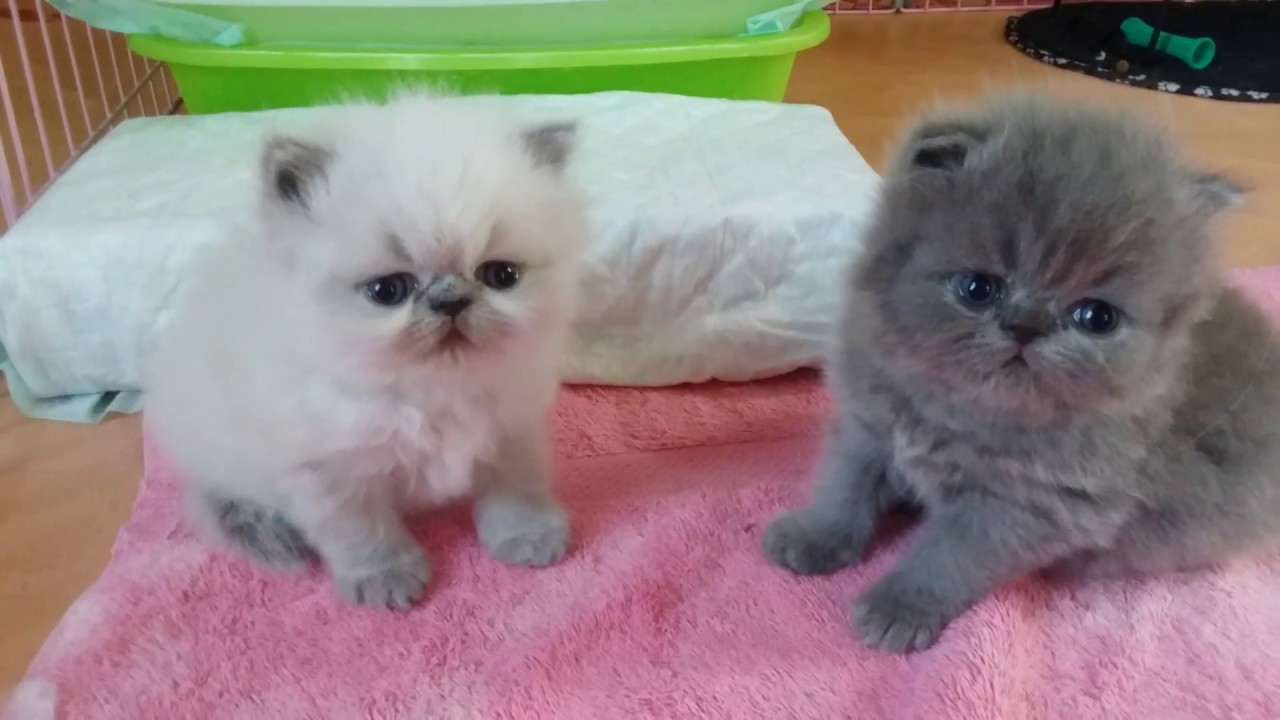 one month old persian kitten