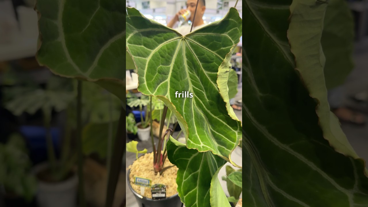 Новые сорта антуриумов — это нечто невероятное! С тёмными листьями? С серебристыми? С пестрой лис...