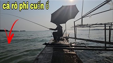 Đụng đàn cá rô phi mâm giật đã tay luôn bãi câu cá tự nhiên bến cảng trị an | câu đài tự nhiên