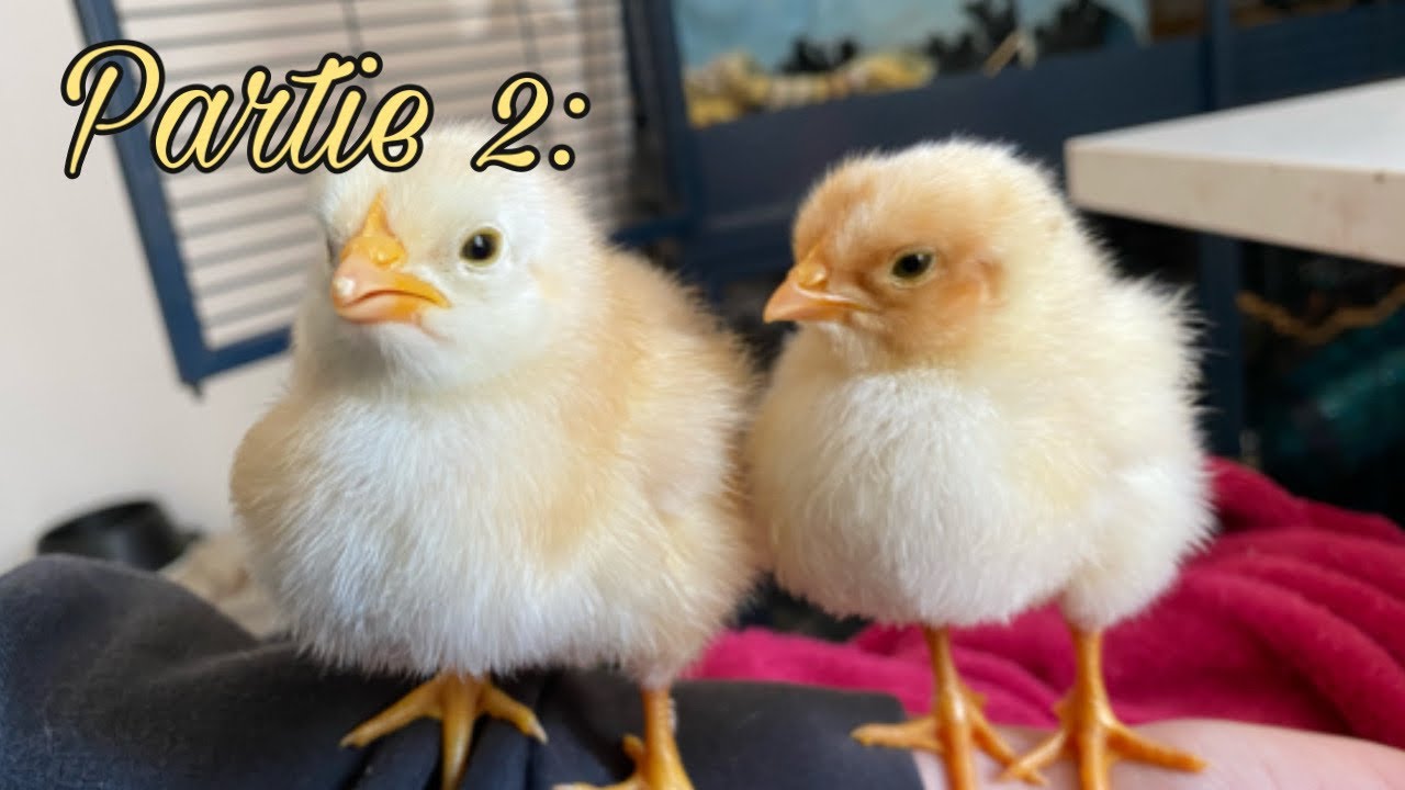 éclosion des poussins, Une semaine avec des poussins - YouTube