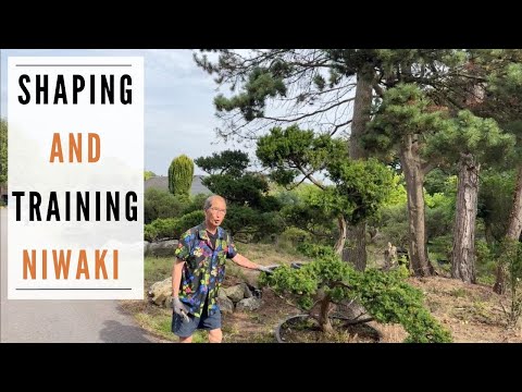 Shaping & Training Niwaki