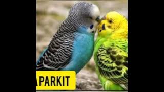 SUARA PIKAT PARKIT TERBARU MP3 | A&R KICAU