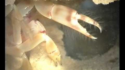 Burrow structure, burrowing and feeding behaviour of Corallianassa longiventris and Pestarella tyrr