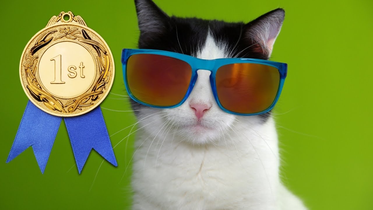 Cat Sleeping - Sleep along with a super relaxed cat