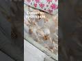 aesthetic wallpaper designs #wallpaper  #wall #viral #viralshortsfeed #shortsfeed #interiordesigns