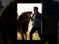 مشهد خطير في الغابة أشخاص يطاردون أسد ا فيغضب بشدة Shorts Shortvideo Youtubeshorts 