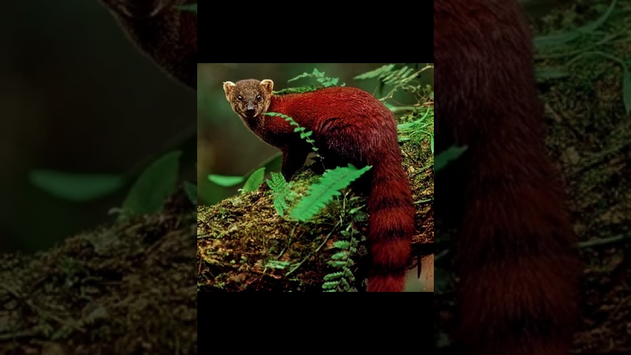 Малагасийский кольцехвостый мангуст