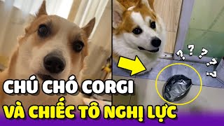 Chú chó Corgi cùng câu chuyện cảm lạnh với "Chiếc Tô Cơm Đầy Nghị Lực" 😂 | Yêu Lu Official