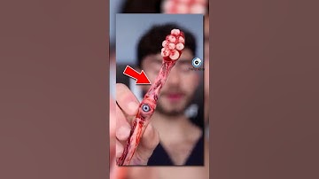 3 CHIẾC BÀN CHẢI KỲ LẠ NHẤT | 😨 (Bạn Biết Không) #facts #amanzingfacts #thaukinhtrithuc