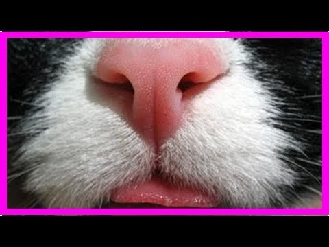 Cat wet nose: are cats noses supposed to be cold and wet or dry and warm?