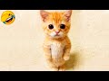 君がニヤけたら、もう負けだよ🤣🐱2025年、爆笑必至の犬＆猫コレクション🐕🐈